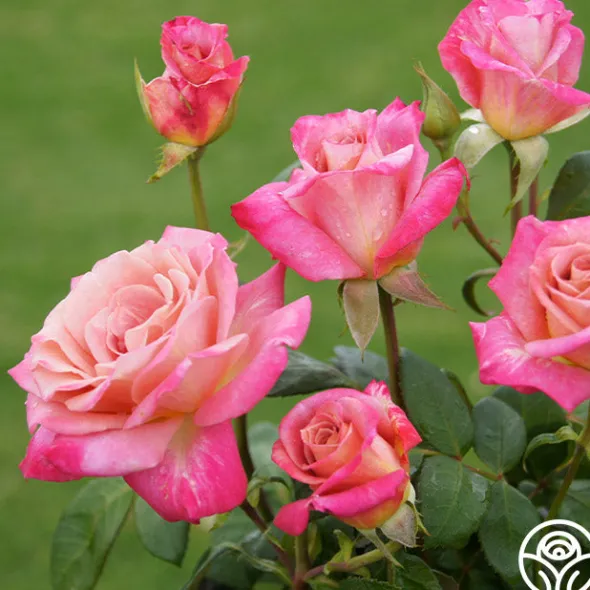 Heirloom Roses Muzi-Lucia Hot