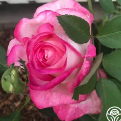 Heirloom Roses My Caroline™ Sale