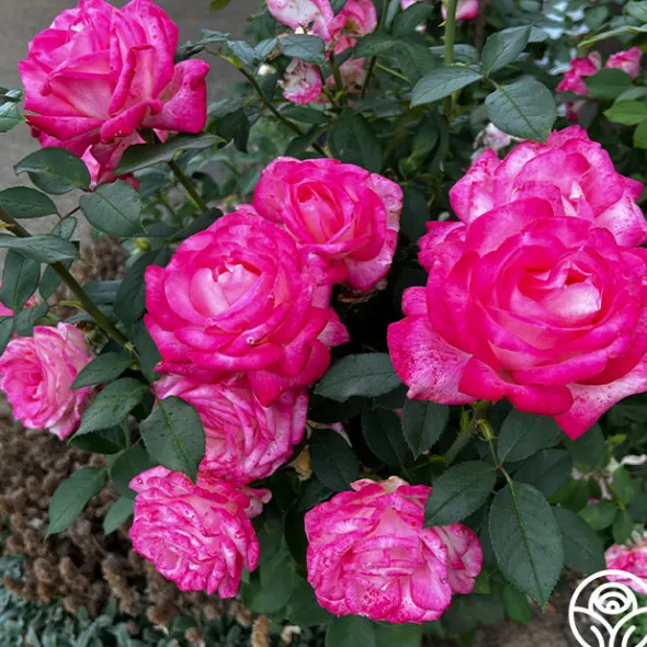 Heirloom Roses My Caroline™ Sale