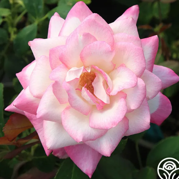 Heirloom Roses My Caroline™ Sale