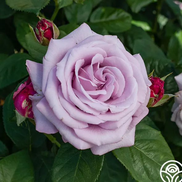 Heirloom Roses Neptune™ Sale