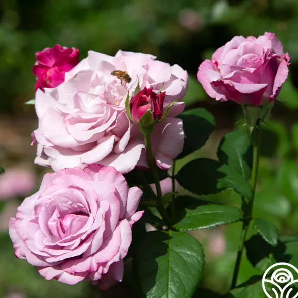 Heirloom Roses Neptune™ Sale