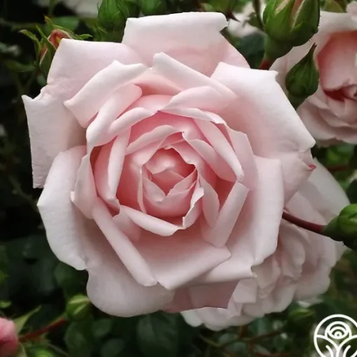 Heirloom Roses New Dawn™ Best