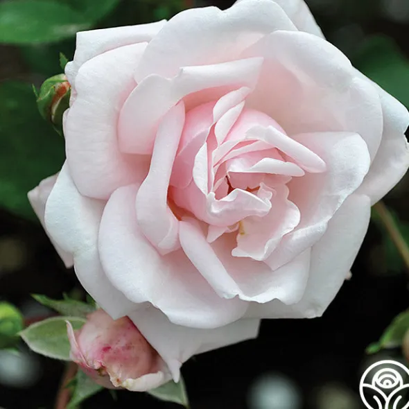 Heirloom Roses New Dawn™ Best
