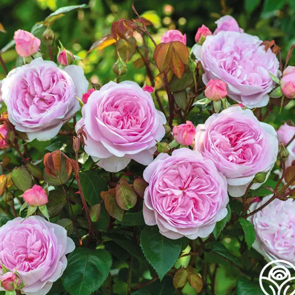 Heirloom Roses Olivia Rose Austin Clearance