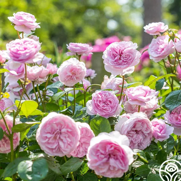 Heirloom Roses Olivia Rose Austin Clearance