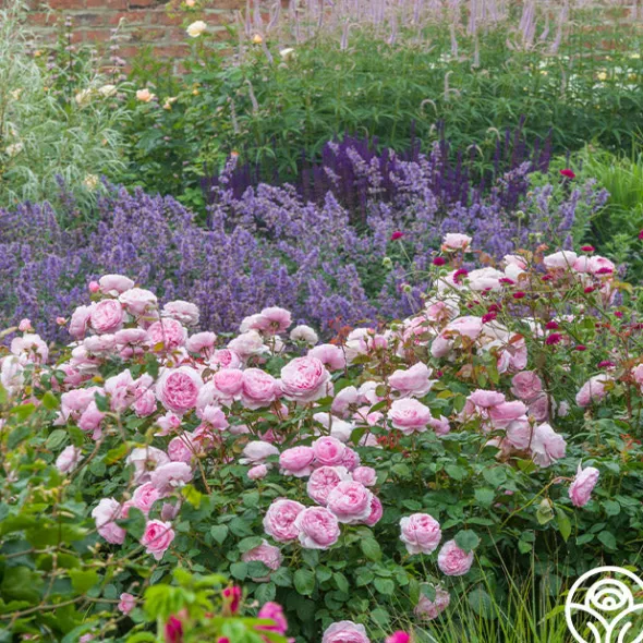 Heirloom Roses Olivia Rose Austin Clearance