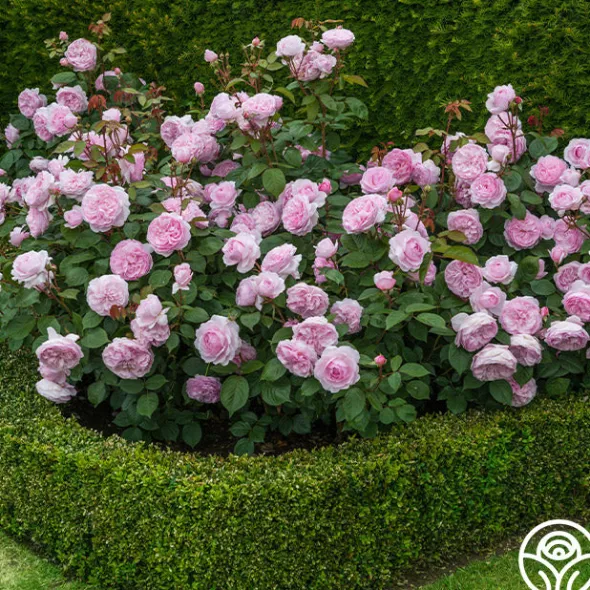 Heirloom Roses Olivia Rose Austin Clearance