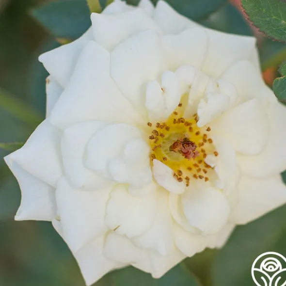 Heirloom Roses Pacesetter New