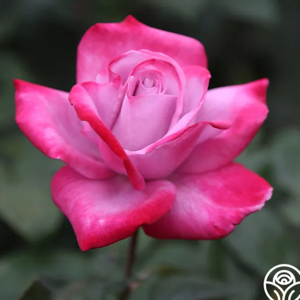 Heirloom Roses Paradise™ Outlet