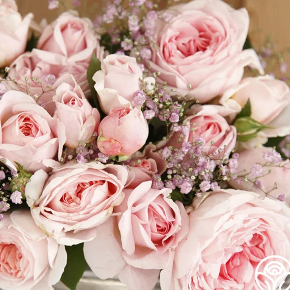 Heirloom Roses Parfuma® Bliss Clearance