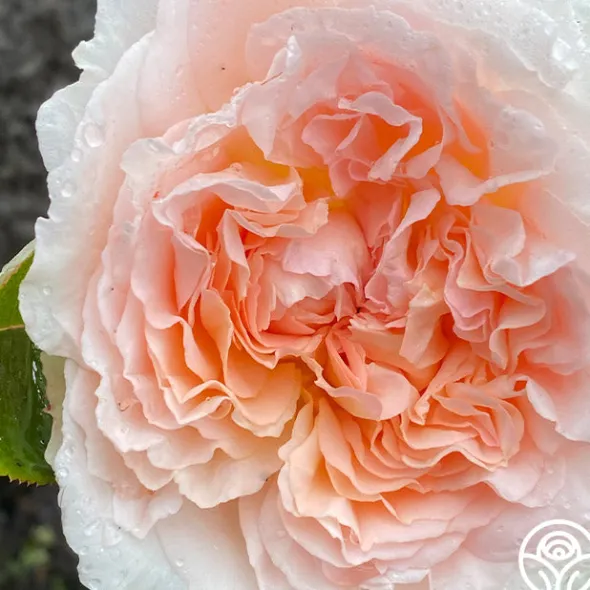 Heirloom Roses Parfuma® Bliss Clearance