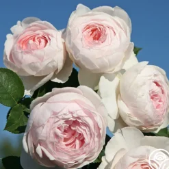 Heirloom Roses Parfuma® Earth Angel Clearance