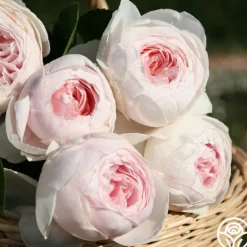 Heirloom Roses Parfuma® Earth Angel Clearance