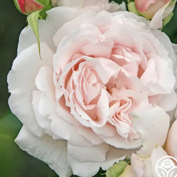 Heirloom Roses Parfuma® First Crush™ New