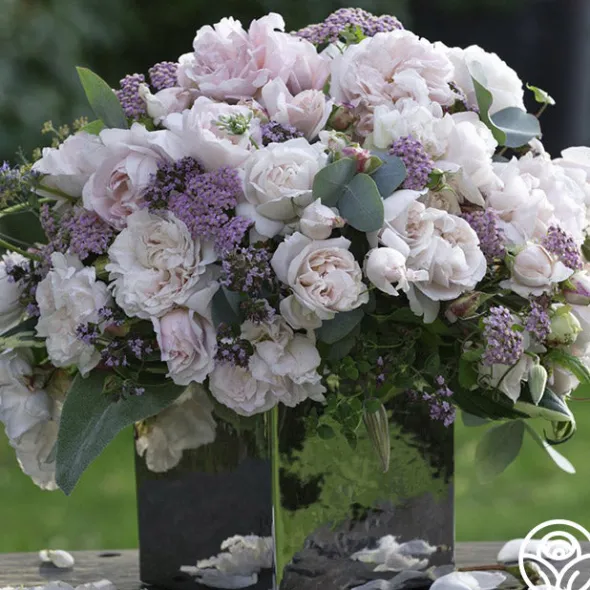 Heirloom Roses Parfuma® First Crush™ New
