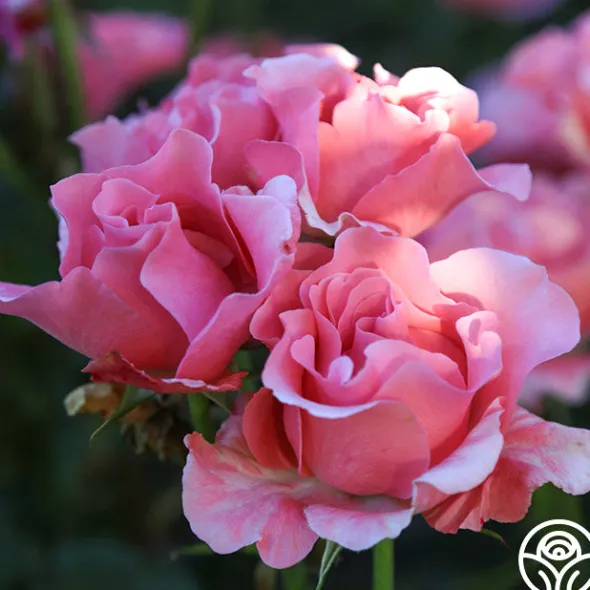 Heirloom Roses Paris de Yves St. Laurent™ Hot