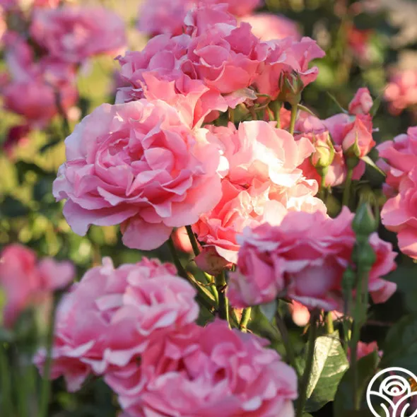 Heirloom Roses Paris de Yves St. Laurent™ Hot