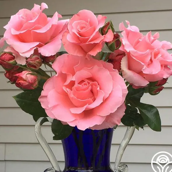 Heirloom Roses Paris de Yves St. Laurent™ Hot