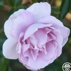 Heirloom Roses Parisian Cutting Garden New