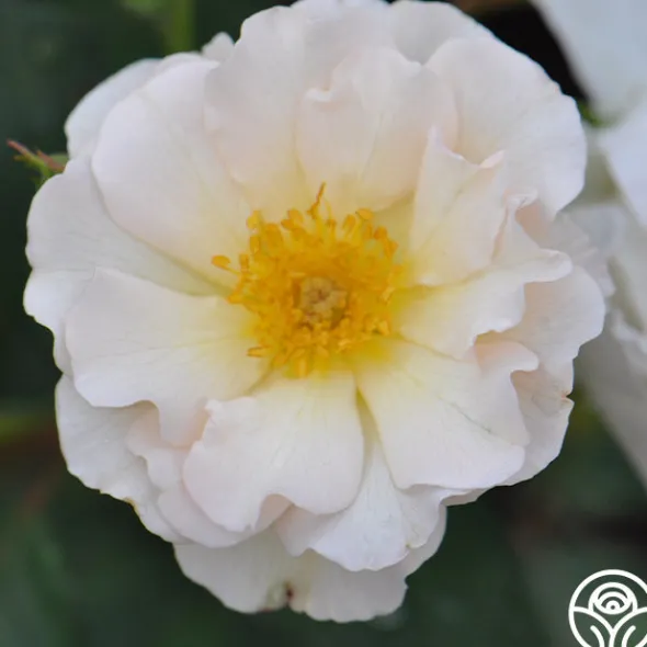 Heirloom Roses Penelope Online