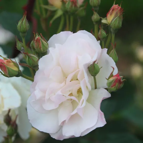 Heirloom Roses Penelope Online