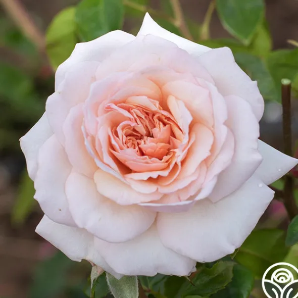 Heirloom Roses Penny Lane™ Online