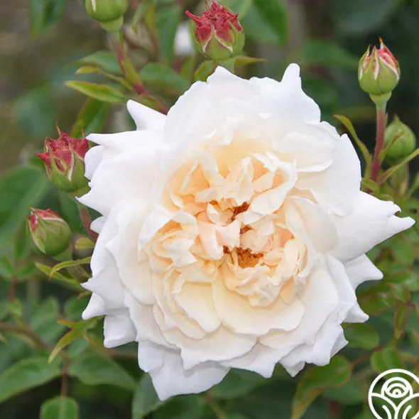 Heirloom Roses Penny Lane™ Online