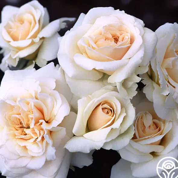 Heirloom Roses Penny Lane™ Online