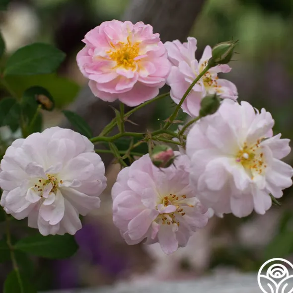 Heirloom Roses Perfume Breeze™ Clearance