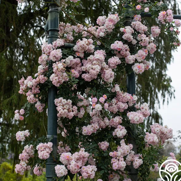 Heirloom Roses Perfume Breeze™ Clearance