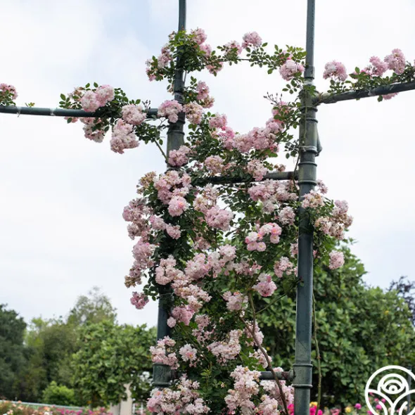Heirloom Roses Perfume Breeze™ Clearance