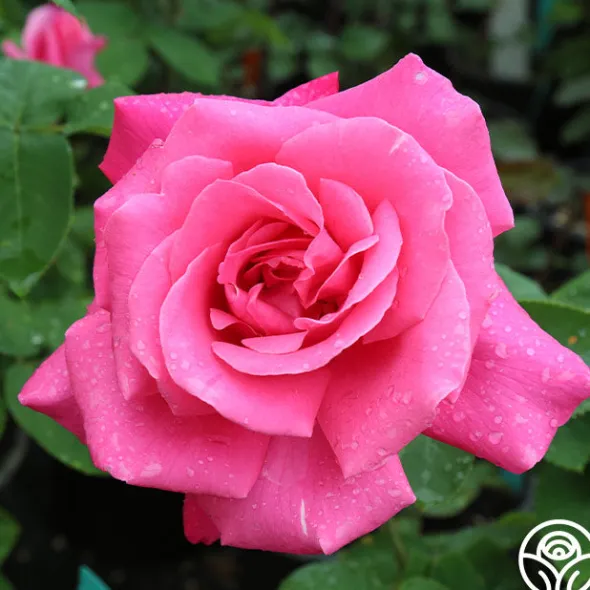 Heirloom Roses Perfume Delight Best