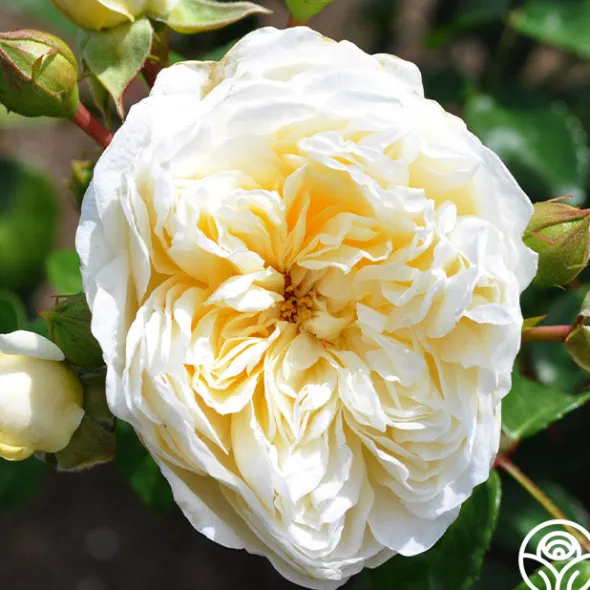 Heirloom Roses Perpetually Yours™ Sale