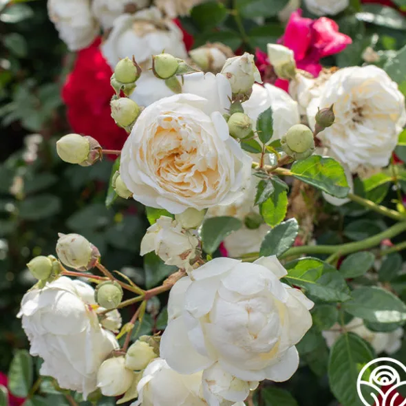 Heirloom Roses Perpetually Yours™ Sale