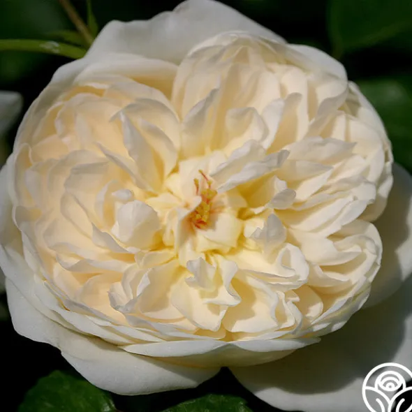 Heirloom Roses Perpetually Yours™ Sale