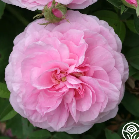 Heirloom Roses Petite de Holland Discount