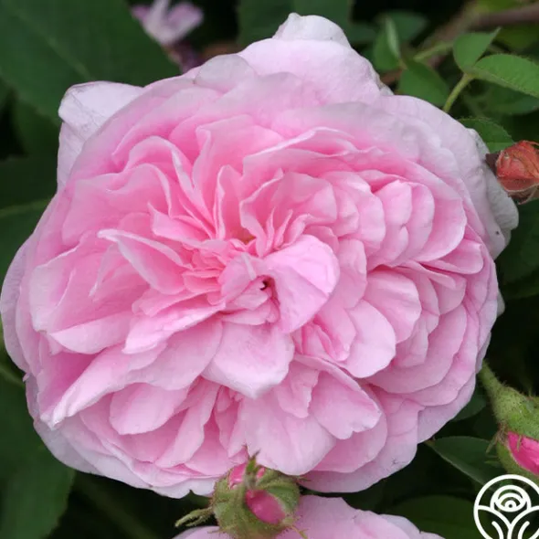 Heirloom Roses Petite de Holland Discount