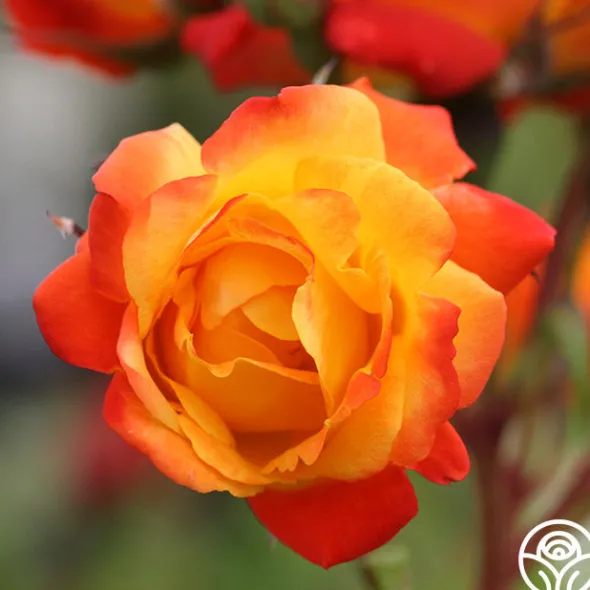 Heirloom Roses Piñata Discount