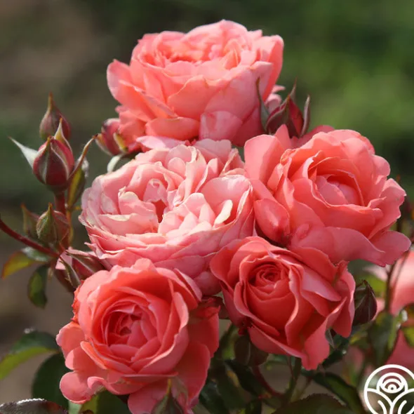 Heirloom Roses Pink Abundance™ New