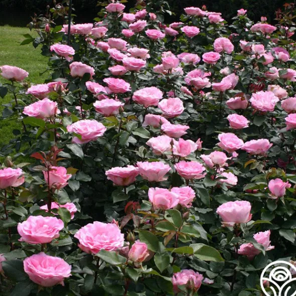 Heirloom Roses Pink Bouquet Collection Discount