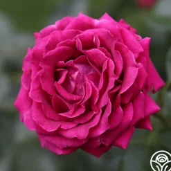 Heirloom Roses Pink Bouquet Collection Discount