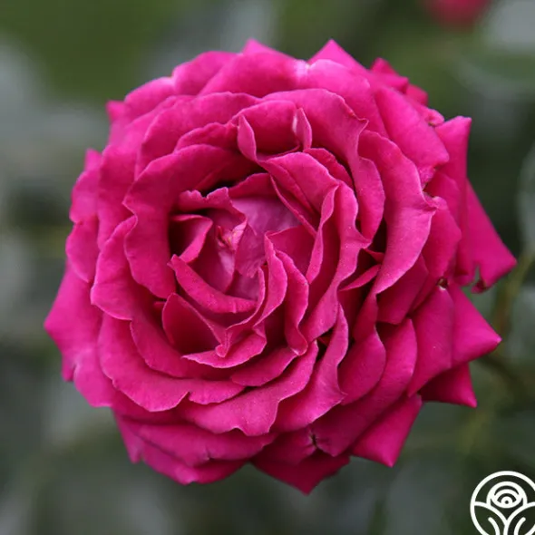 Heirloom Roses Pink Bouquet Collection Discount