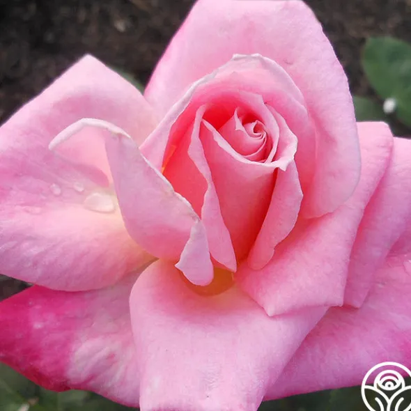Heirloom Roses Pink Parfait Online