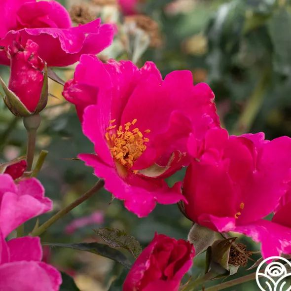 Heirloom Roses Playgirl™ Clearance