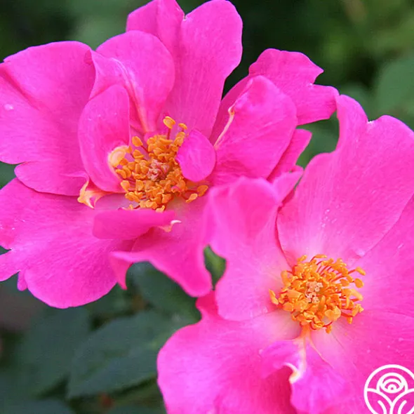 Heirloom Roses Playgirl™ Clearance