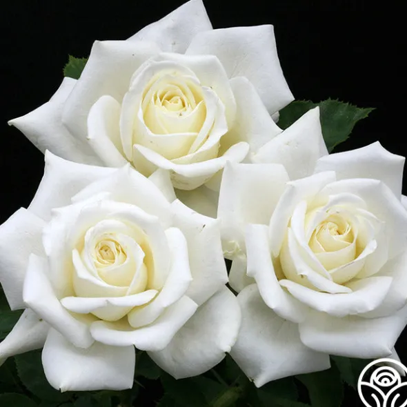 Heirloom Roses Polar Star® Clearance