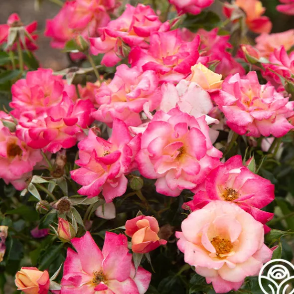 Heirloom Roses Polynesian Punch™ Outlet