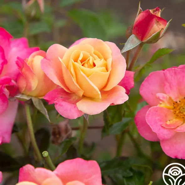 Heirloom Roses Polynesian Punch™ Outlet