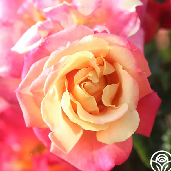 Heirloom Roses Polynesian Punch™ Outlet